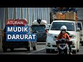 KKP Distribusikan Benih Ikan Lele dan Udang Galah Unggulan ke Pembudidaya - Tribunnews.com