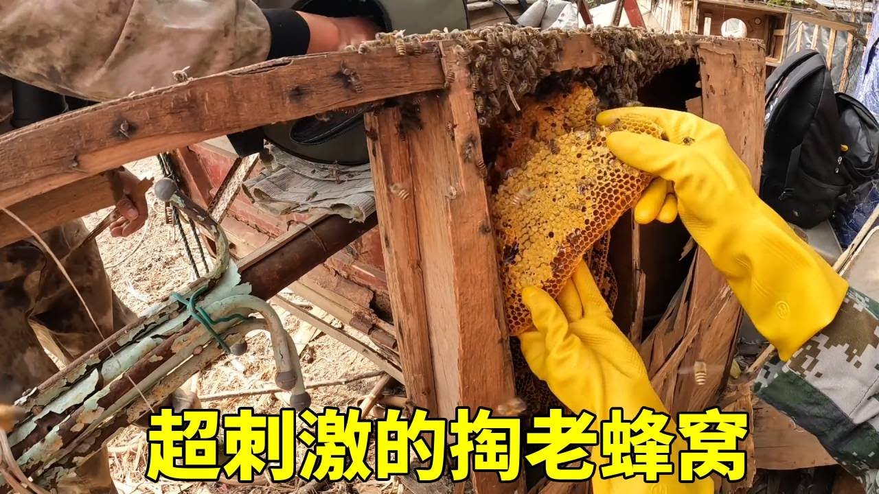 从此以后再不低调，两窝老蜂一窝比一窝刺激，今天运气是真不错！#土蜜蜂#野生蜜蜂采摘