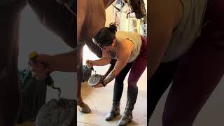 Picking hooves