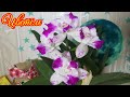 Цветет красотка моя Каттлея cattleya Monte Elegante