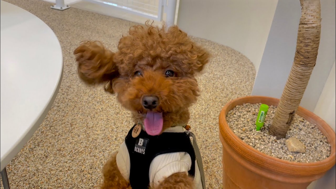 VLOG | 첫 애견카페 방문