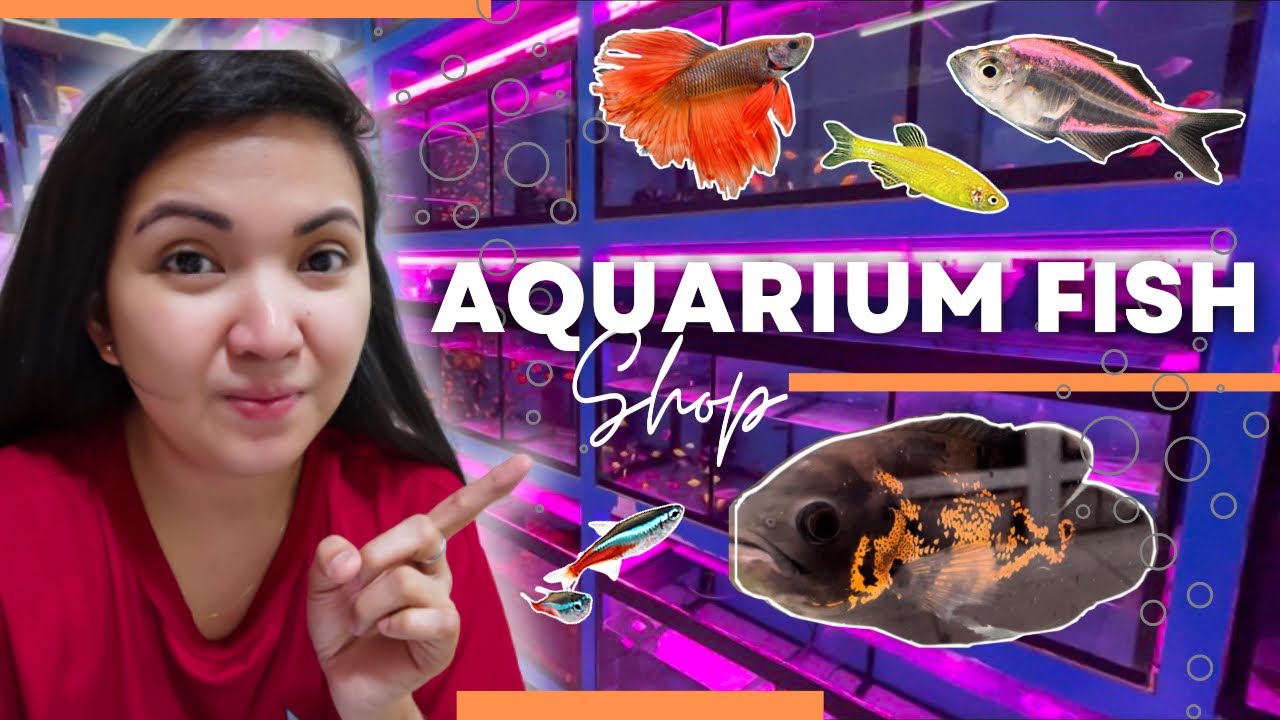Aqurium Fish Shop Animal Market Sharjah Part2 pets 
