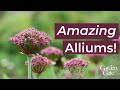 💜 Amazing Alliums! 💜