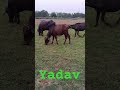 #shortvideo #ddd