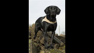 Soldier Uses His Military Dog’s Ashes To Create A Timeless Memorial Tattoo