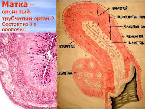 Лекция по теме Гистология: женская половая система 