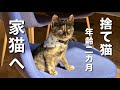 【保護猫】捨て猫が家猫になるまでの『奇跡の３日間』