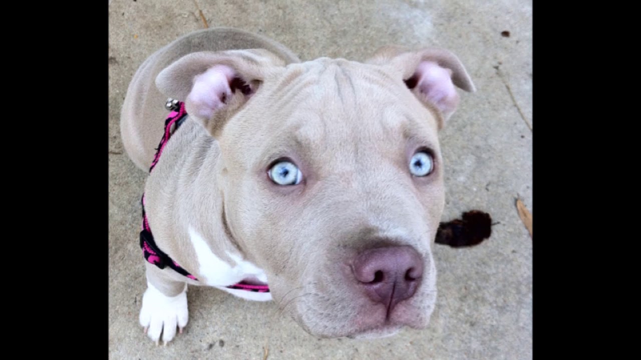 blue pit with blue eyes