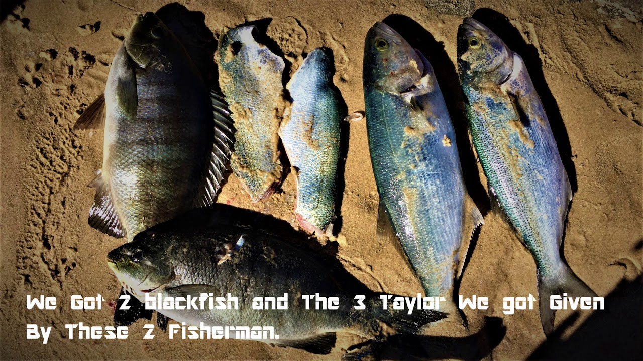 Highlights Elizabeth Beach Spearfishing