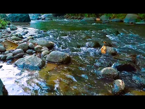 RELAXING SOUNDS FOR SLEEPING | BEAUTIFUL FLOWING FOREST STREAM FOR DEEP SLEEP AND RELAXATION #asmr58