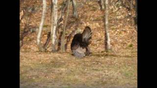 Male wild turkey trying to impress the gals. Part 2