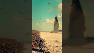 Storm Seagull Up Close- Hamptons Drone Art