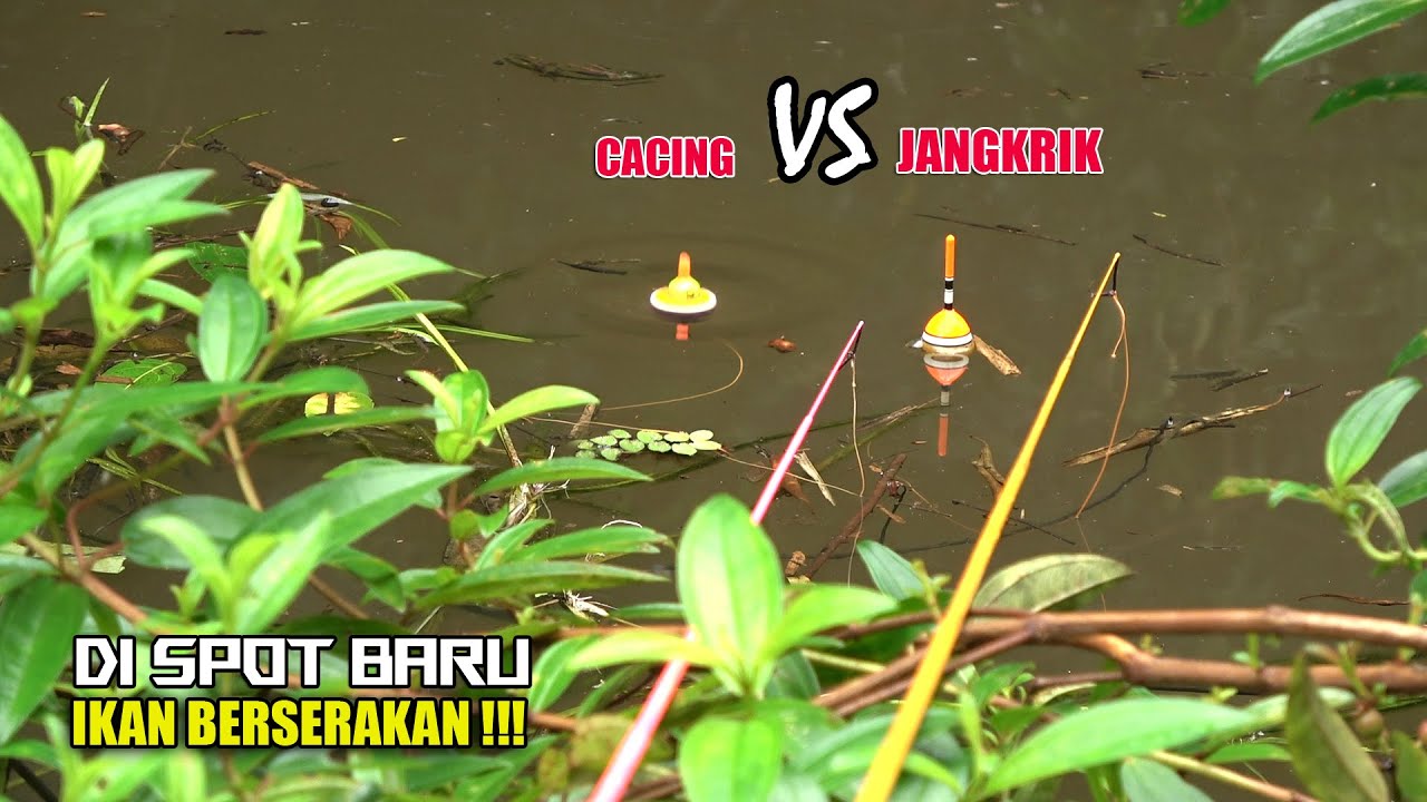 Mampus kelabakan!!! Mancing dua joran di spot baru rawa pedalaman #SG-205