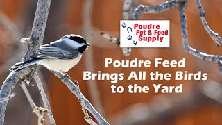 Bird Feeding 101 with Poudre Pet & Feed