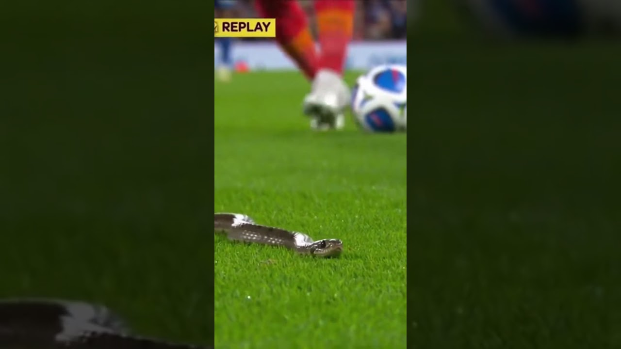 He Stopped the Attack Because of This Snake 🐍