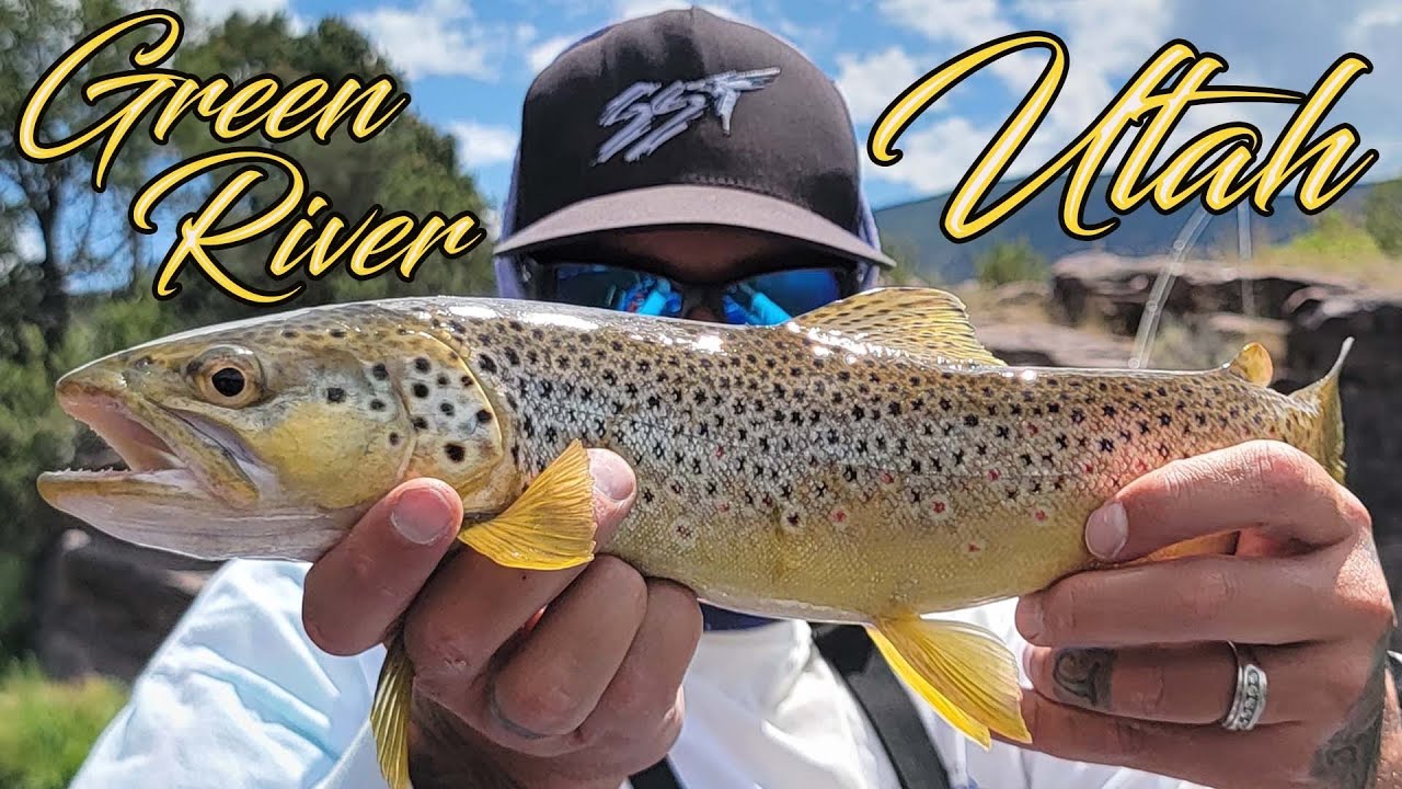 Fly Fishing Green River Utah Drift Fishing for BROWN TROUT St.Croix