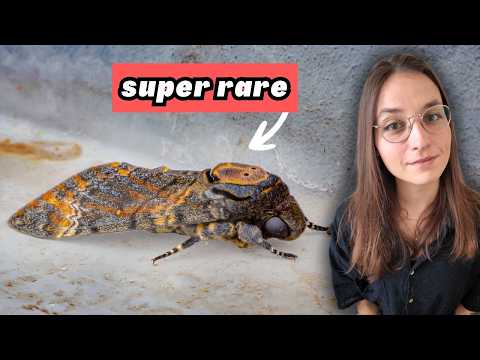 Vous avez trouvé des insectes rarissimes ! 🔎
