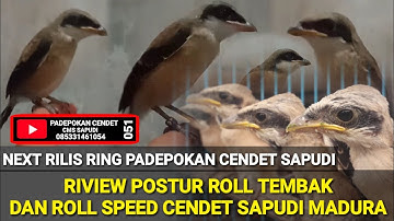 CONTOH ANAKAN CENDET ROLL TEMBAK DAN ROLL SPEED, Dari bentuk kepala
