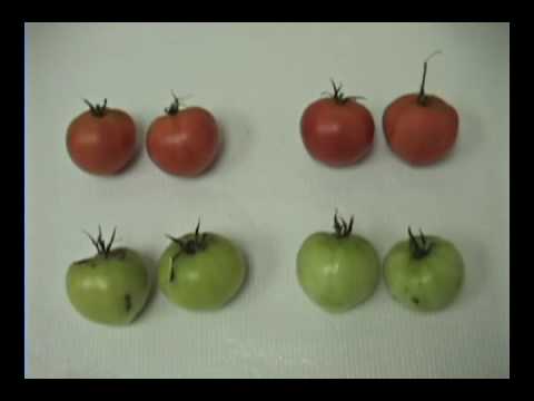 Video: Hvordan Behandles Tomater Med Furacilin? Hvordan Fortyndes Furacilin Til Sprøjtning Af Tomater? Hvordan Kan De Sprøjtes Til Fodring Og Behandling?