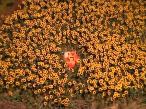 Autism — Autism - Lost In The Sunflowers