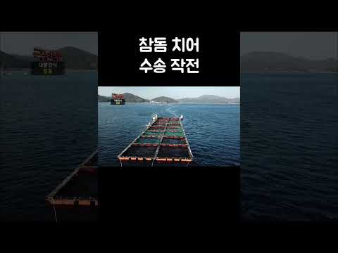 가두리 이동 때문에 분주하게 헤엄치는 참돔 치어 #shorts