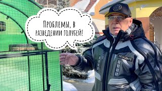 Проблемы, в разведении голубей!