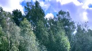 Minute Meditation - Wind in the trees