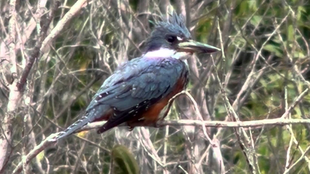 Amazon Kingfisher, Chloroceryle amazona, Soun birds, 