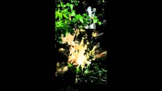 SolarEclipse052012.wmv