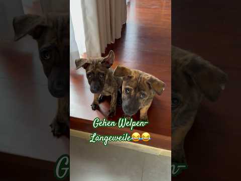 🇮🇩gute Beschäftigung?😅 #puppy #balidog #reisevlog #zweimitohneplan #rescuedog #adoptdontshop