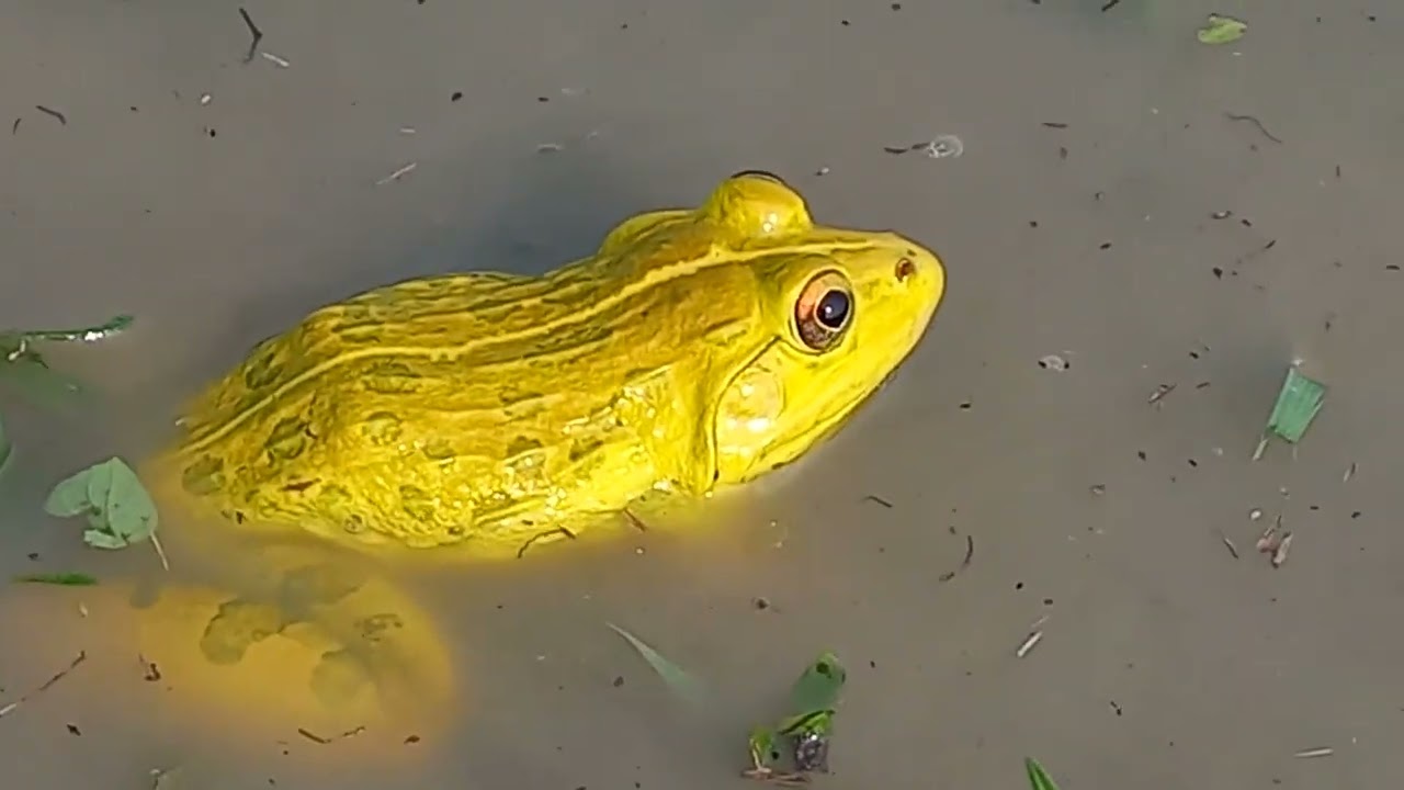 Yellow Frog in rain water