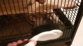 Degu Elisa being very angry at the brush and screaming at it pt1
