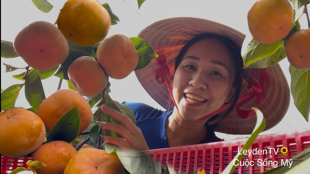 Thu Hoạch Hồng Giòn Dùm Cô Hàng Xóm Trái To Thấy Mê