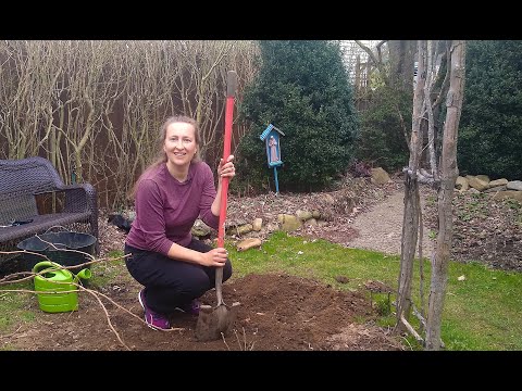 Two Olivia Austin Roses - One Bush. Planting time!