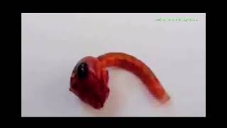 Vril Parasite