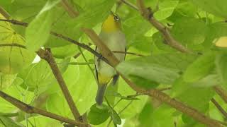 Swinhoe’s White-eye (Zosterops simplex) formerly Oriental White-Eye