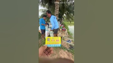 #trại_cá_giống_út_me #cá_giống #cá cá lăng giống 0909770509