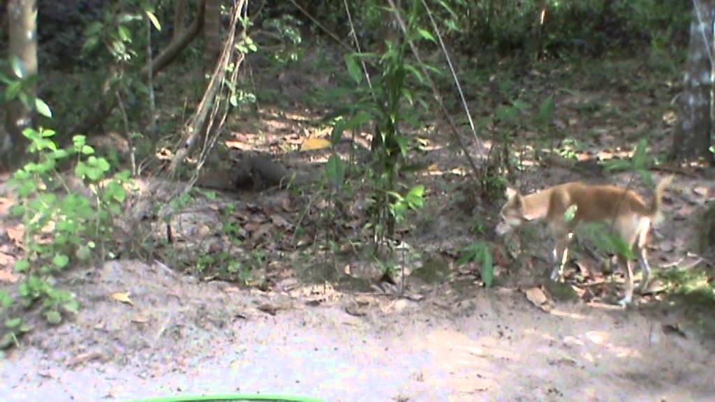 how to draw cartoons better Dog scaring the monitor lizard| Monitor lizard vs dog