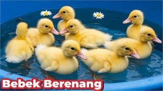 BEBEK BEBEK BERENANG BEBEK KWEK KWEK BEBEK LUCU POTONG BEBEK ANGSA BEBEK BERENANG KWEK KWEK BEBEK