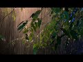 Sleep Easily with Forest Sweet Rain Sounds at Night - Relaxing Sound of RainForest Ambience