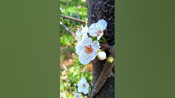 Thumbnail of Plum blossom🌸🌸 #plumblossom #flowers #shorts #short #flower #garden #viral #beautifulnature #nature