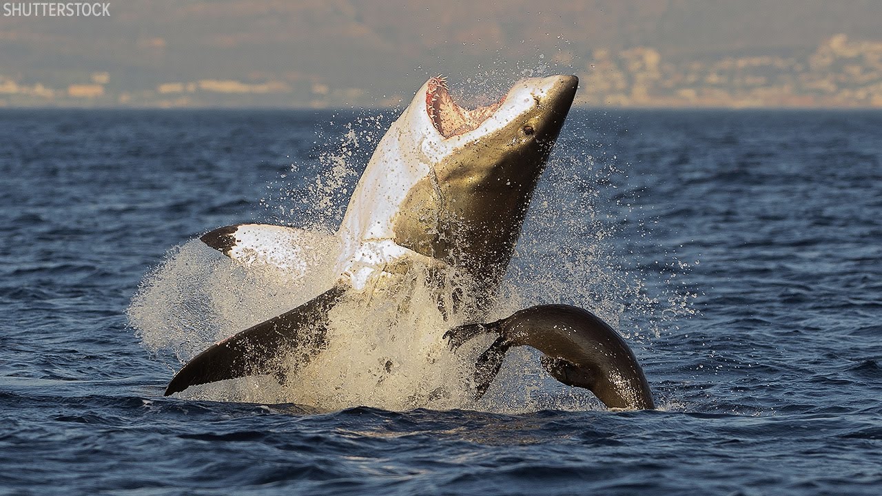 ocean conservation nonprofits Conservation donations soar after Trump allegedly wanted sharks to die