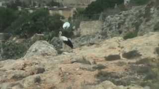 Stork in Malta (Dingli)