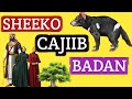 SHEEKO CAJIIB BADAN ABDIHAKIMPRO SHEEKO CAJIIB BADAN ABDIHAKIMPRO
