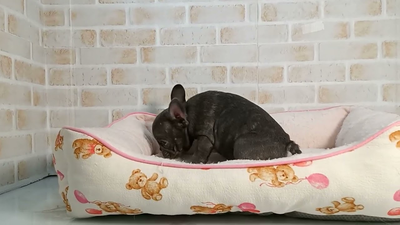 749470 フレンチブルドッグ - YouTube