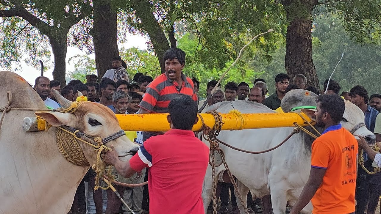 మాస్ పర్ఫామెన్స్ ఇచ్చినటువంటి సేద్యపు ఎద్దులు