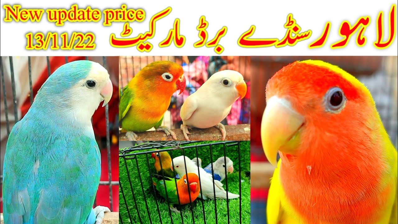 Lahore Sunday birds market Shalimar bagh New update price 13/11/22 // 