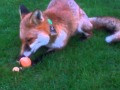 Fox &quot;How To&quot; - eating eggs and attempted theft