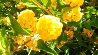 Testing video quality of the samsung galaxy s3