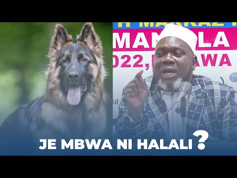 Video: Je, mbwa wanaruhusiwa kwenye bustani ya crandon?